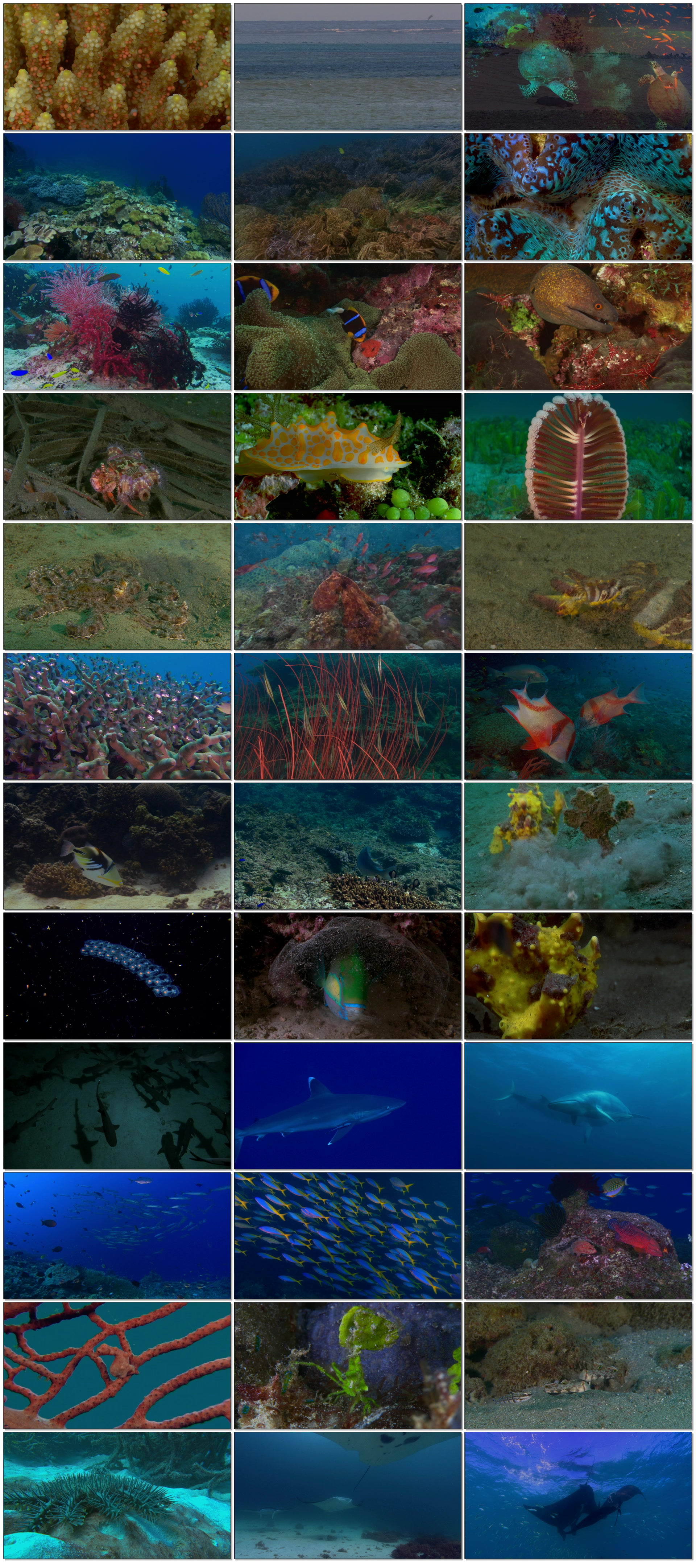 梦幻珊瑚海：叫醒 [平装收藏版] Coral Sea Dreaming Awaken 2010 1080p Blu-ray DTS-2.jpg