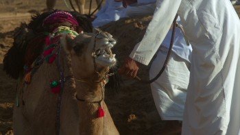 BBC阿拉伯 BBC.Wild.Arabia.2013.BluRay.1080p.x264-HDL 11.45G-6.jpg