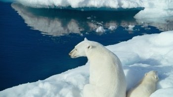 IMAX:北极熊心IMAX To The Arctic 2012 1080p BluRay x264 DTS-WiKi 5G-3.jpg