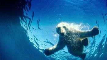 IMAX:北极熊心IMAX To The Arctic 2012 1080p BluRay x264 DTS-WiKi 5G-4.jpg