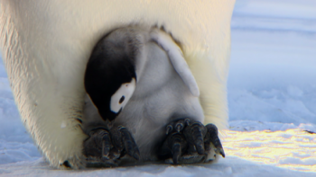 南极的眼泪Tears of the Antarctic The Movie 2012 1080p Bluray DTS 5.1 x264-CHD 6.52G-3.jpg
