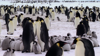 南极的眼泪Tears of the Antarctic The Movie 2012 1080p Bluray DTS 5.1 x264-CHD 6.52G-5.jpg