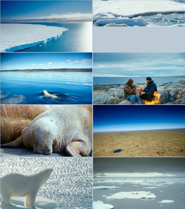 破冰之旅/北极熊心[IMAX震动结果]Imax.To.The.Arctic.2012.Bluray.1080p.DTS.x264-CHD 4.37G-2.jpg