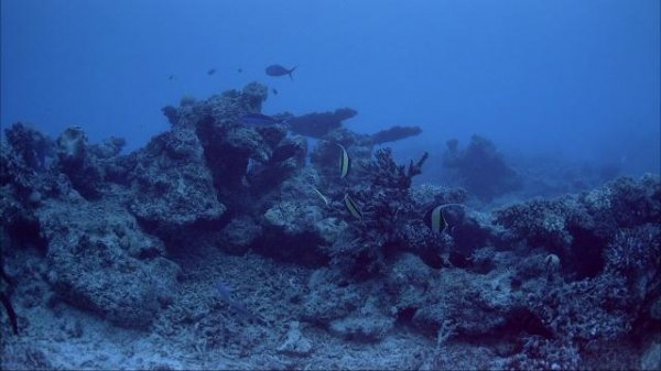 珊瑚礁/珊瑚礁历险记 Coral.Reef.Adventure.2003.1080p.BluRay.x264-aAF 4.37GB-2.png