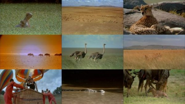 非洲:塞伦盖蒂国家公园/大非洲 IMAX.Africa.The.Serengeti.1994.1080p.BluRay.x264-BRMP 3.28GB-2.jpg