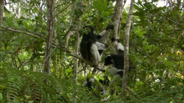 马达加斯加 Madagascar.2011.Part1.1080p.BluRay.x264.DD2.0-FGT 3.77GB-2.png