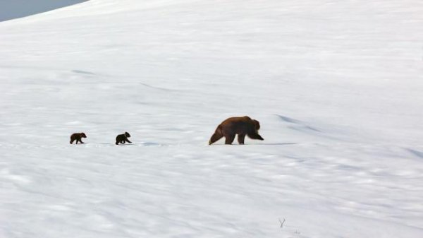 熊天下/阿拉斯加的棕熊 Bears.2014.1080p.BluRay.x264-GECKOS 5.46GB-2.png