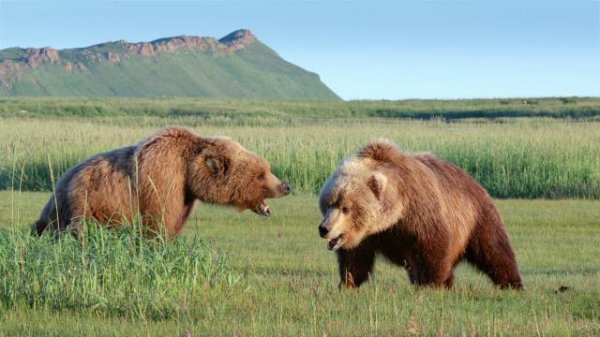 熊天下/阿拉斯加的棕熊 Bears.2014.1080p.BluRay.x264-GECKOS 5.46GB-7.png
