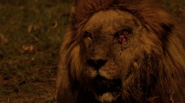 最初的狮子 The.Last.Lions.2011.1080p.BluRay.x264-BRMP 7.95GB-3.png