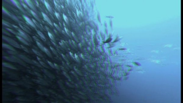 深海探奇/深海探秘3D OceanWorld.3.D.2009.1080p.BluRay.x264-LCHD 6.54GB-3.png
