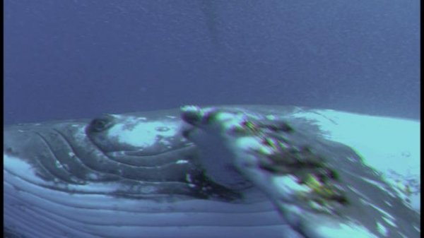 深海探奇/深海探秘3D OceanWorld.3.D.2009.1080p.BluRay.x264-LCHD 6.54GB-5.png