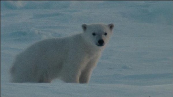 北极故事/极地熊宝贝——拿努的历险 Arctic.Tale.2007.1080p.Bluray.x264-FSiHD 6.56GB-5.png