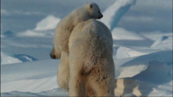 北极故事/极地熊宝贝——拿努的历险 Arctic.Tale.2007.1080p.Bluray.x264-FSiHD 6.56GB-6.png