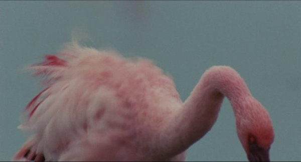 红色同党:火烈鸟故事/天翅奇迹 The.Crimson.Wing.Mystery.of.the.Flamingos.2008.1080p.BluRay.x264-THUGLiNE 6.55GB-3.png