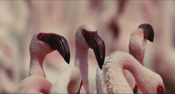红色同党:火烈鸟故事/天翅奇迹 The.Crimson.Wing.Mystery.of.the.Flamingos.2008.1080p.BluRay.x264-THUGLiNE 6.55GB-4.png