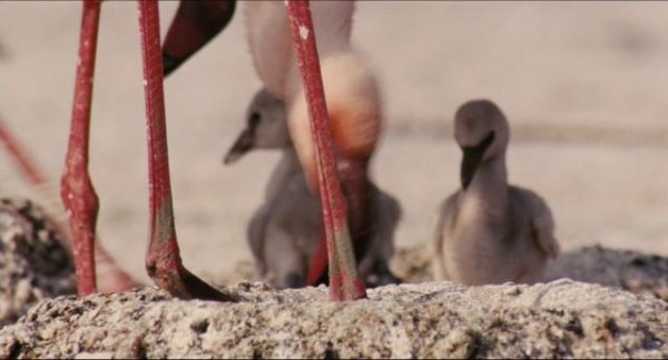 红色同党:火烈鸟故事/天翅奇迹 The.Crimson.Wing.Mystery.of.the.Flamingos.2008.1080p.BluRay.x264-THUGLiNE 6.55GB-7.png