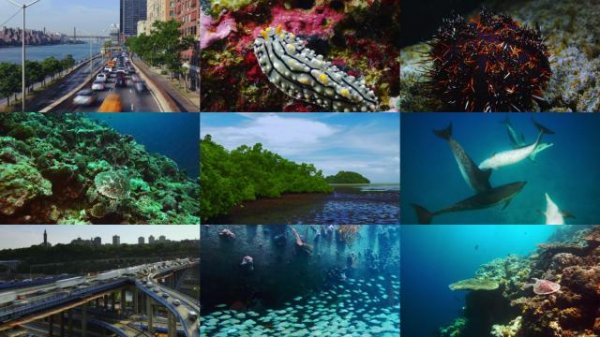 最初的珊瑚礁/珊瑚礁:消失的海底之城 The.Last.Reef.2012.1080p.BluRay.x264-GUACAMOLE 2.64GB-2.jpg