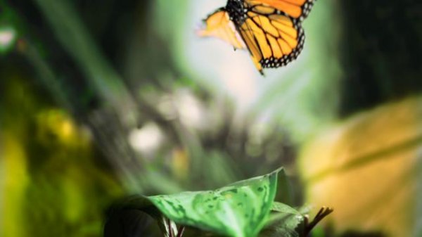 帝王蝶的迁移 Flight.of.the.Butterflies.2012.DOCU.1080p.BluRay.x264.TrueHD.7.1.Atmos-SWTYBLZ 8.55GB-5.jpg