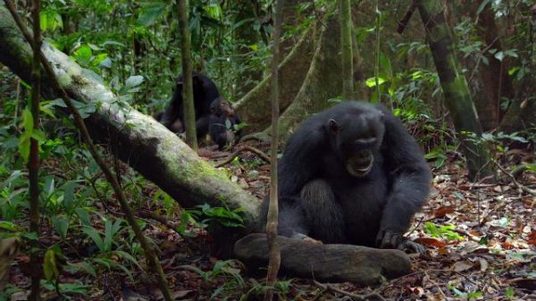 黑猩猩/黑猩猩的天下 Chimpanzee.2012.1080p.BluRay.x264-IGUANA 6.55GB-2.png
