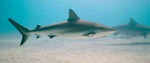鲨鱼 Sharks.2018.DOCU.1080p.BluRay.x264-EHD 4.45GB-2.jpg