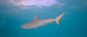 鲨鱼 Sharks.2018.DOCU.1080p.BluRay.x264-EHD 4.45GB-4.jpg