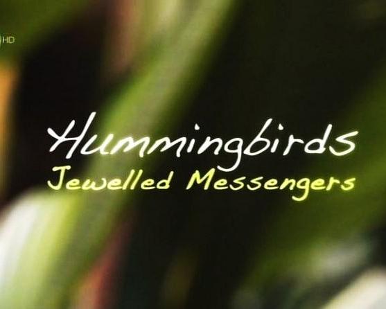 蜂鸟:宝石般的信使/蜂鸟信使 Hummingbirds.Jewelled.Messengers.2012.1080p.AMZN.WEBRip.DDP2.0.x264-KAIZEN 4.48GB-1.png
