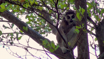 马达加斯加[记载片] Madagascar.2013.BluRay.1080p.DTS.x264-CHD 4.25G-6.jpg