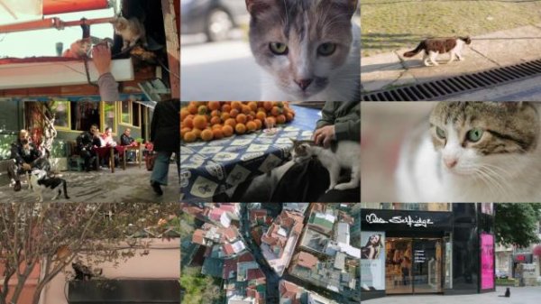 伊斯坦布尔的猫/爱猫之城 Kedi.2016.1080p.BluRay.x264-NODLABS 6.57GB-2.jpg