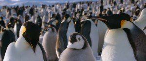 小企鹅大长征2[粤法双语/内封中字] March.of.the.Penguins.2.The.Call,2017.1080p.BluRay.x264-WiKi 9.4GB-13.jpg