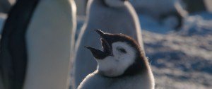 小企鹅大长征2[粤法双语/内封中字] March.of.the.Penguins.2.The.Call,2017.1080p.BluRay.x264-WiKi 9.4GB-17.jpg