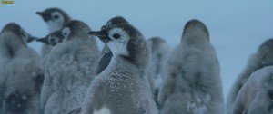 小企鹅大长征2[粤法双语/内封中字] March.of.the.Penguins.2.The.Call,2017.1080p.BluRay.x264-WiKi 9.4GB-8.jpg