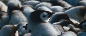 小企鹅大长征2[粤法双语/内封中字] March.of.the.Penguins.2.The.Call,2017.1080p.BluRay.x264-WiKi 9.4GB-4.jpg