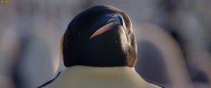小企鹅大长征2[粤法双语/内封中字] March.of.the.Penguins.2.The.Call,2017.1080p.BluRay.x264-WiKi 9.4GB-2.jpg