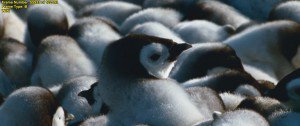 小企鹅大长征2[粤法双语/内封中字] March.of.the.Penguins.2.The.Call,2017.1080p.BluRay.x264-WiKi 9.4GB-5.jpg