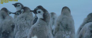 小企鹅大长征2[粤法双语/内封中字] March.of.the.Penguins.2.The.Call,2017.1080p.BluRay.x264-WiKi 9.4GB-9.jpg