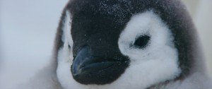 小企鹅大长征2[粤法双语/内封中字] March.of.the.Penguins.2.The.Call,2017.1080p.BluRay.x264-WiKi 9.4GB-11.jpg