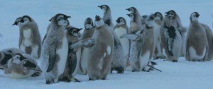 小企鹅大长征2[粤法双语/内封中字] March.of.the.Penguins.2.The.Call,2017.1080p.BluRay.x264-WiKi 9.4GB-16.jpg