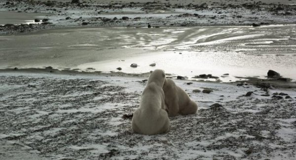 北极异景/奇异冰極 Wonders.of.the.Arctic.2014.DOCU.1080p.BluRay.x264.DTS-SWTYBLZ 3.93GB-7.jpg