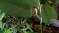 虫子!热带雨林冒险 IMAX.Bugs.A.Rainforest.Adventure.2003.1080p.BluRay.x264-DON 4.37GB-4.jpg