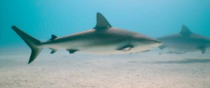 鲨鱼 Sharks.2018.DOCU.720p.BluRay.x264-EHD 3.28GB-2.jpg