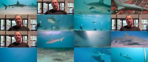 鲨鱼 Sharks.2018.DOCU.720p.BluRay.x264-EHD 3.28GB-5.jpg