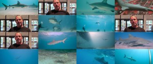 鲨鱼 Sharks.2018.DOCU.1080p.BluRay.x264-EHD 4.45GB-5.jpg