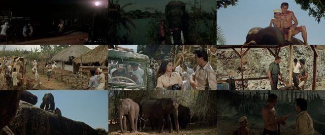 泰山去印度 Tarzan.Goes.to.India.1962.720p.BluRay.x264-JRP 3.27GB-2.jpg
