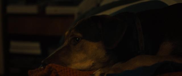 一条狗的回家路 A.Dogs.Way.Home.2019.720p.BluRay.x264.DTS-MT  4.42GB-3.jpg