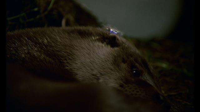 水獭塔卡 Tarka.the.Otter.1978.1080p.BluRay.REMUX.AVC.LPCM.2.0-FGT 16.96GB-3.png