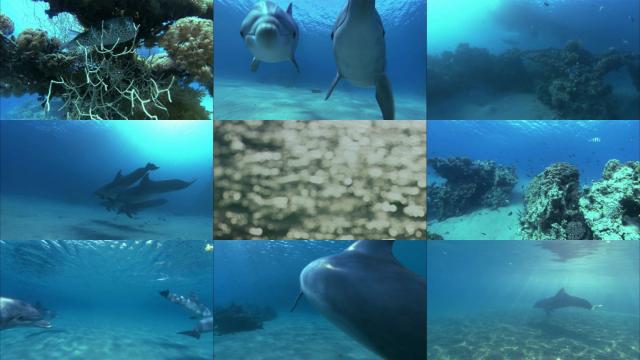 深蓝色陆地里的海豚 Dolphins.in.the.Deep.Blue.Ocean.2009.1080p.BluRay.x264-PussyFoot 5.47GB-2.png