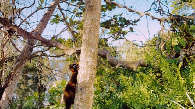 马达加斯加:狐猴之岛 Island.of.Lemurs.Madagascar.2014.1080p.BluRay.x264-NODLABS 3.28GB-2.png