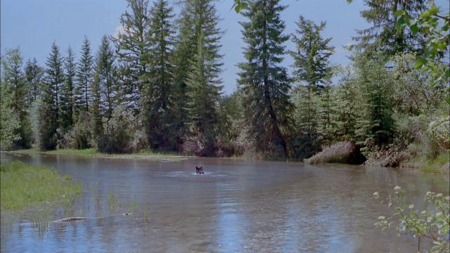 阿拉斯加:荒原的精神/阿拉斯加:野活泼物的精神 IMAX.Alaska.Spirit.Of.The.Wild.1998.1080p.Bluray.x264-hV 3.28GB-4.png