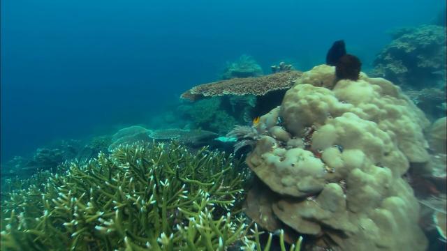 赤道系列:丰富的珊瑚礁/深海迷宫 Discovery.Channel.Equator.Reefs.of.Riches.2009.1080p.BluRay.x264-aAF 3.28GB-2.png