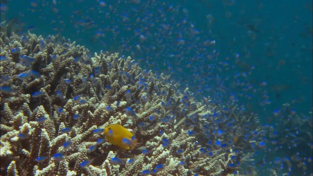 赤道系列:丰富的珊瑚礁/深海迷宫 Discovery.Channel.Equator.Reefs.of.Riches.2009.1080p.BluRay.x264-aAF 3.28GB-3.png